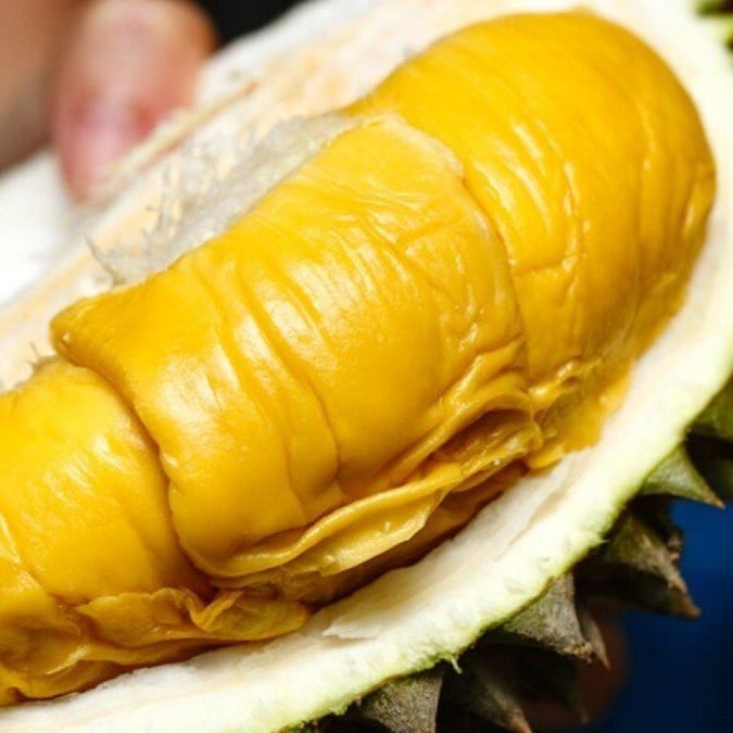 durian-types-cheap-budget-06